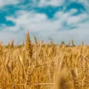 Более 2,7 млн тонн зерна должны собрать в 2024 году в Самарской области