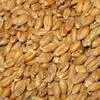 пшеница 3,4,5 класс в Самаре