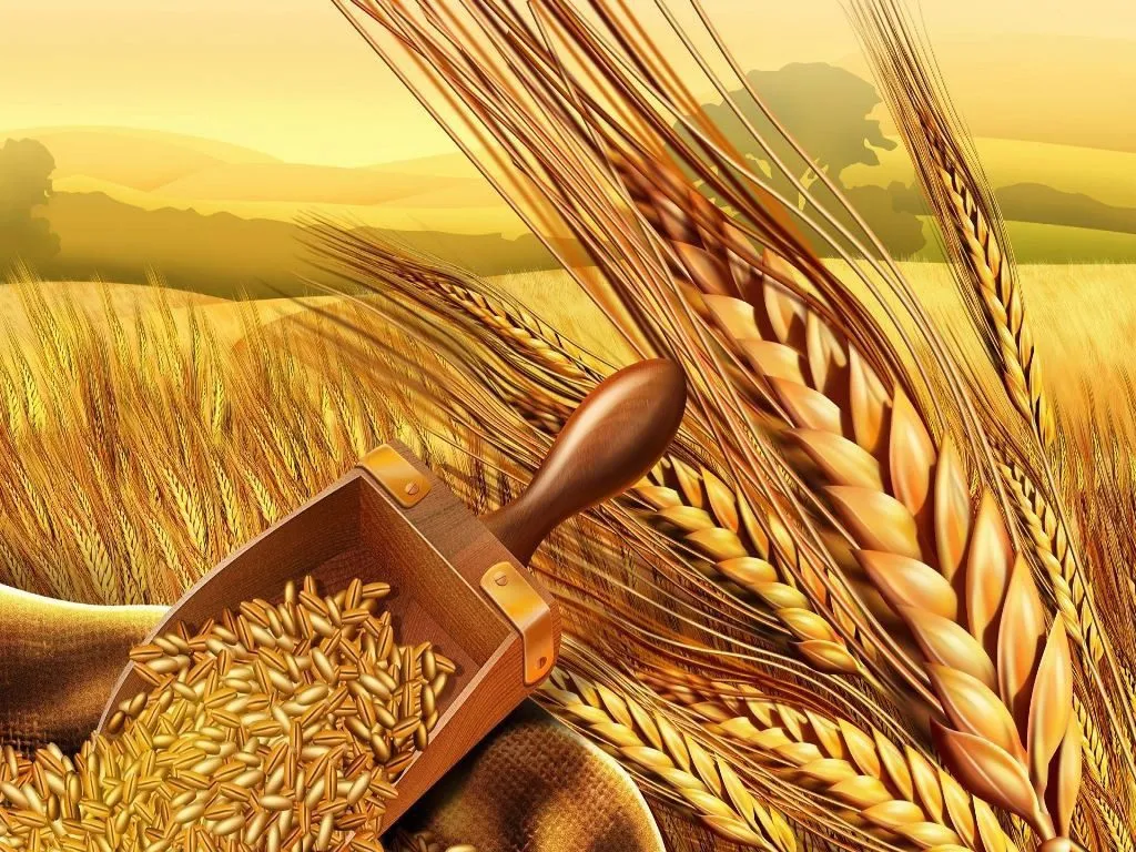 фотография продукта Пшеница протеин 13,5%