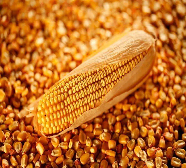 фотография продукта кукуруза 
