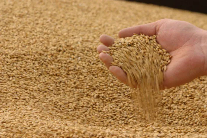 пшеница (11% протеин)  на экспорт  в Самаре 2