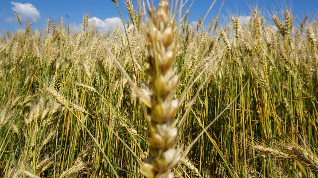 пшеница 