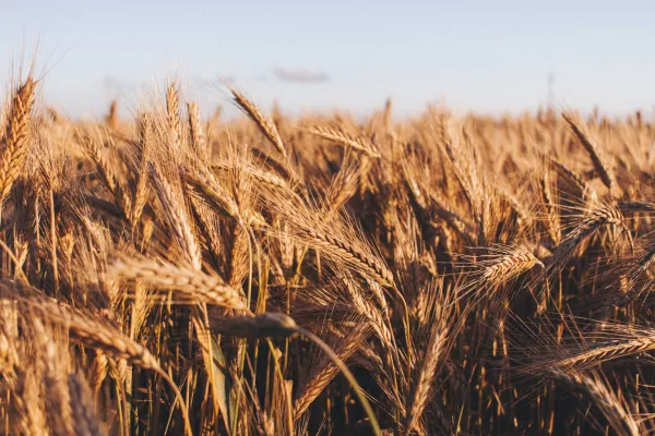 Впервые в Поволжье: новый сорт озимой твердой пшеницы