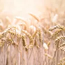 Самарские аграрии приступили к разведению своего нового сорта твердой озимой пшеницы