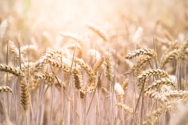 Самарские аграрии приступили к разведению своего нового сорта твердой озимой пшеницы