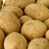 семенной картофель в Тамбовкой области в Самаре
