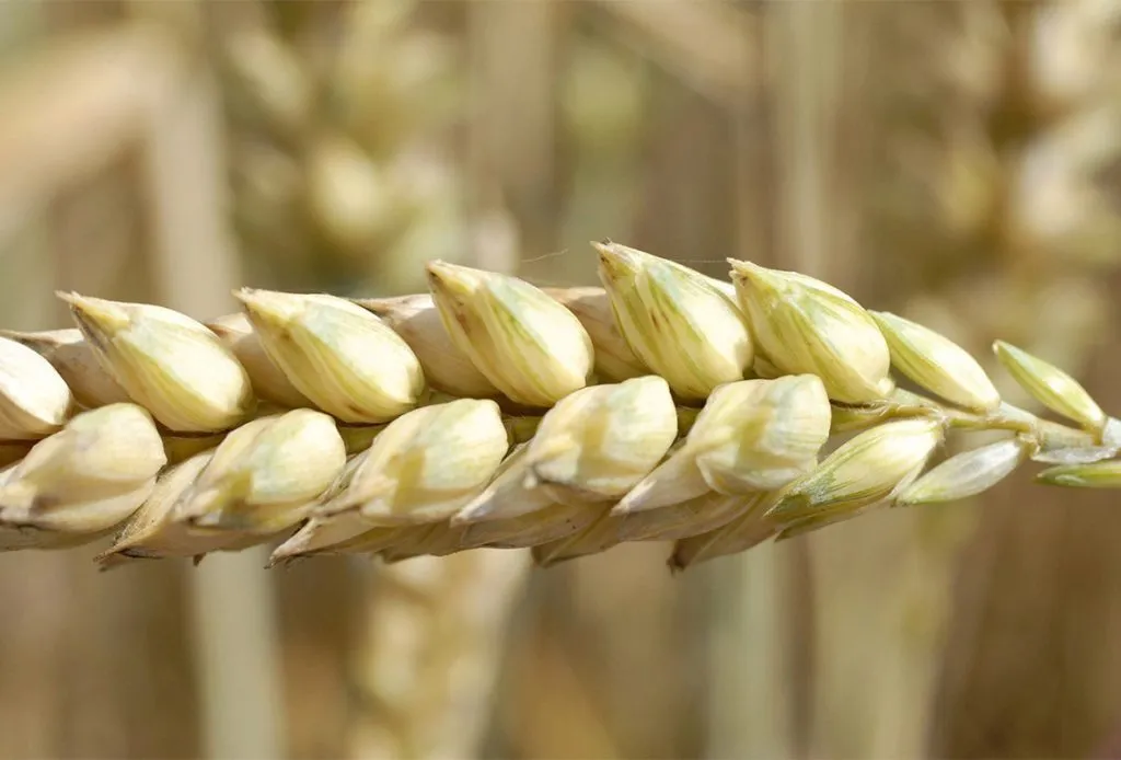 пшеница в Самаре