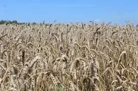 экспортные поставки пшеницы на экспорт в Самаре 3