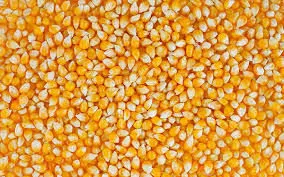фотография продукта Кукуруза фуражная на экспорт 