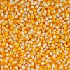 кукуруза фуражная на экспорт  в Самаре