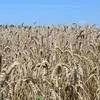 пшеница (12,5% протеин)  на экспорт  в Самаре 3