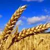 закупаем пшеница, ячмень, кукуруза. в Самаре 2