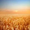 закупаем пшеница, ячмень, кукуруза. в Самаре