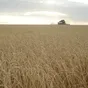 пшеница 